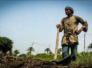 عيد الفلاح في مصر: من ذاكرة النضال إلى ركيزة التنمية المستدامة والأمن الغذائي