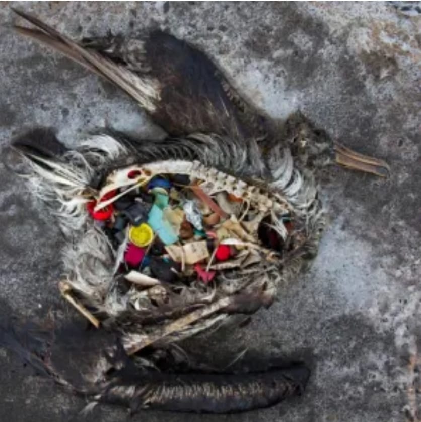 صورة توضح تراكم المخلفات البلاستيكية في المحيط الهادئ المعروف باسم القارة الثامنة.